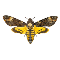 Moths