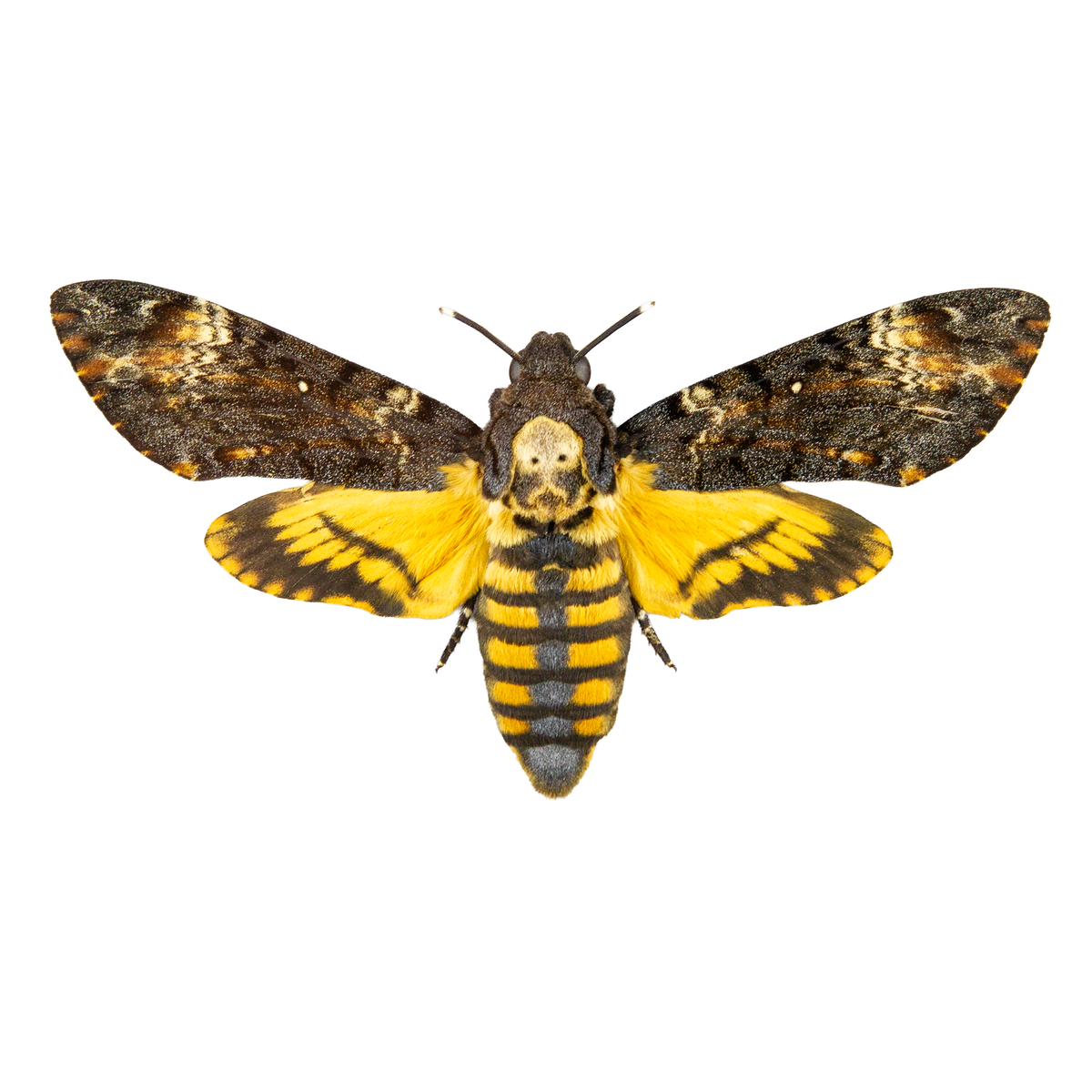 Moths