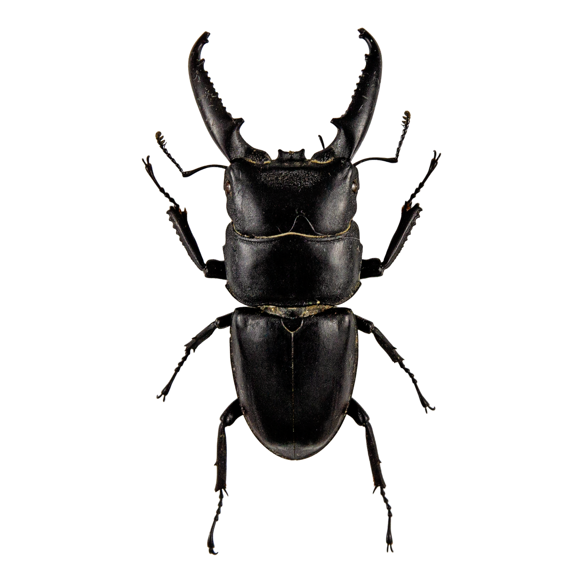 Beetles