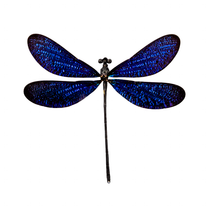 Other Insects