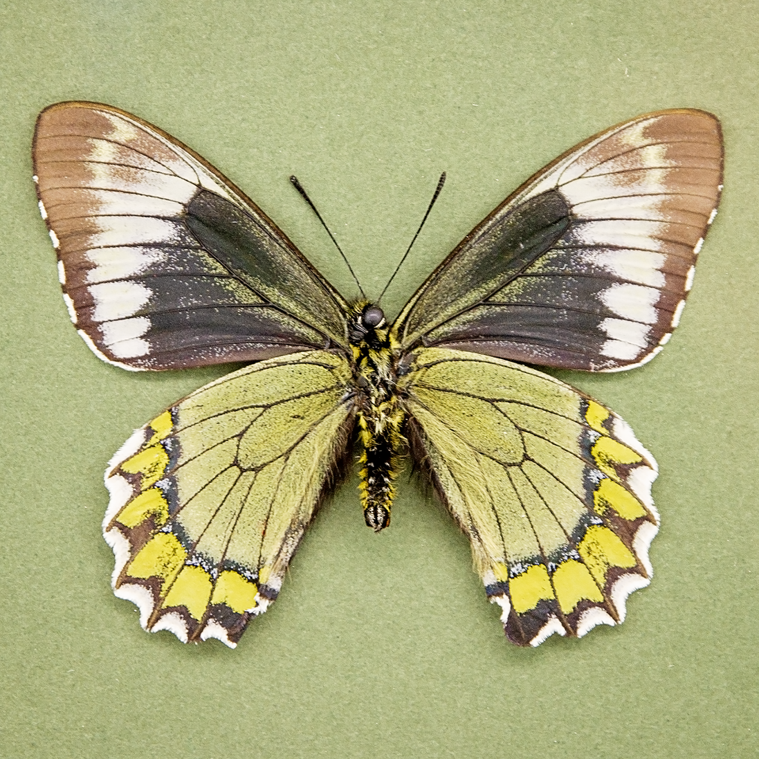 The Madyes Swallowtail