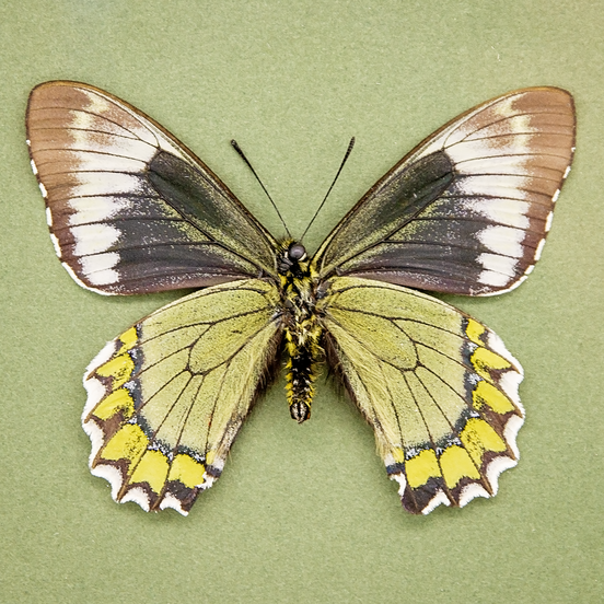 The Madyes Swallowtail