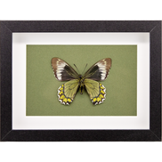 The Madyes Swallowtail