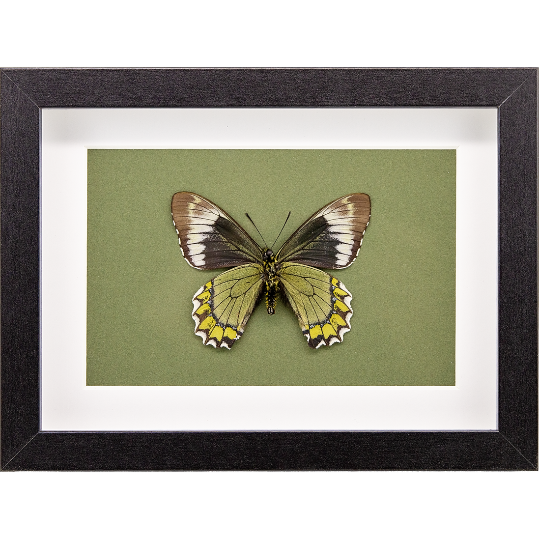 The Madyes Swallowtail