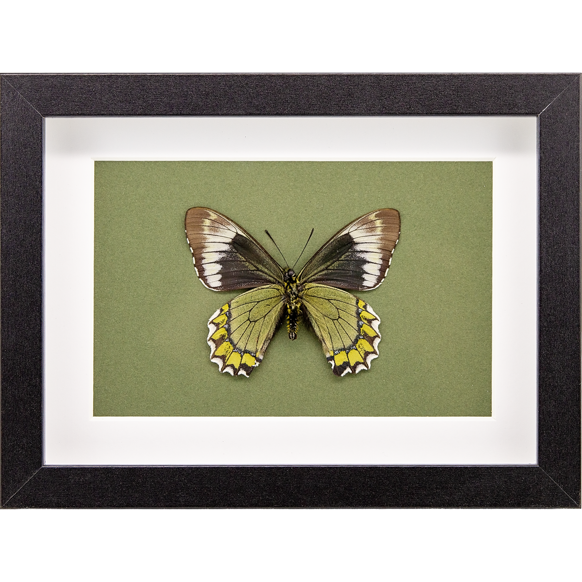The Madyes Swallowtail