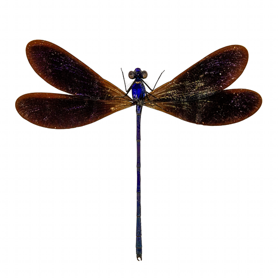 The Ebony Jewelwing