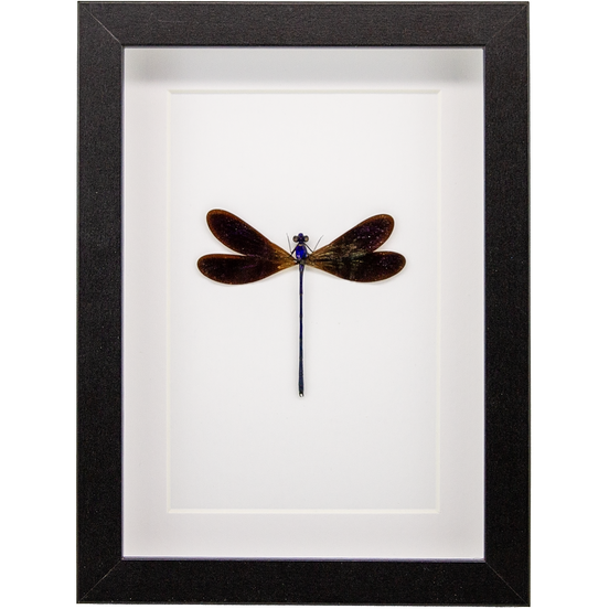 The Ebony Jewelwing