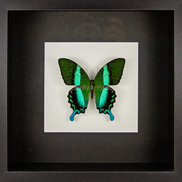 Green Swallowtail