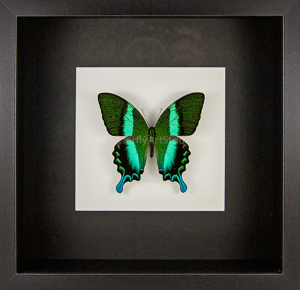 Green Swallowtail