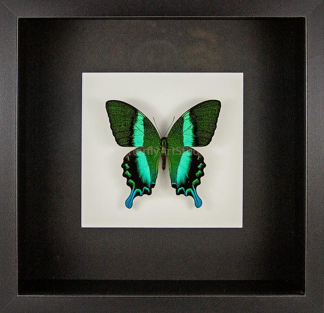 Green Swallowtail