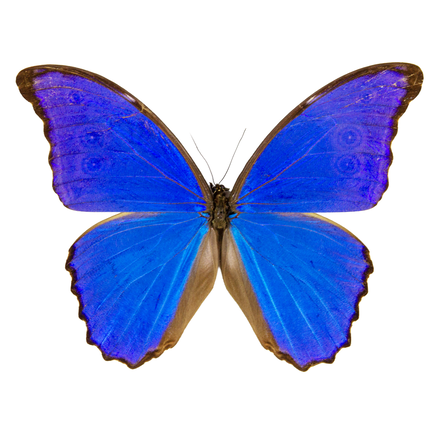 Blue Morpho