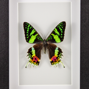 Madagascar Sunset Moth - recto