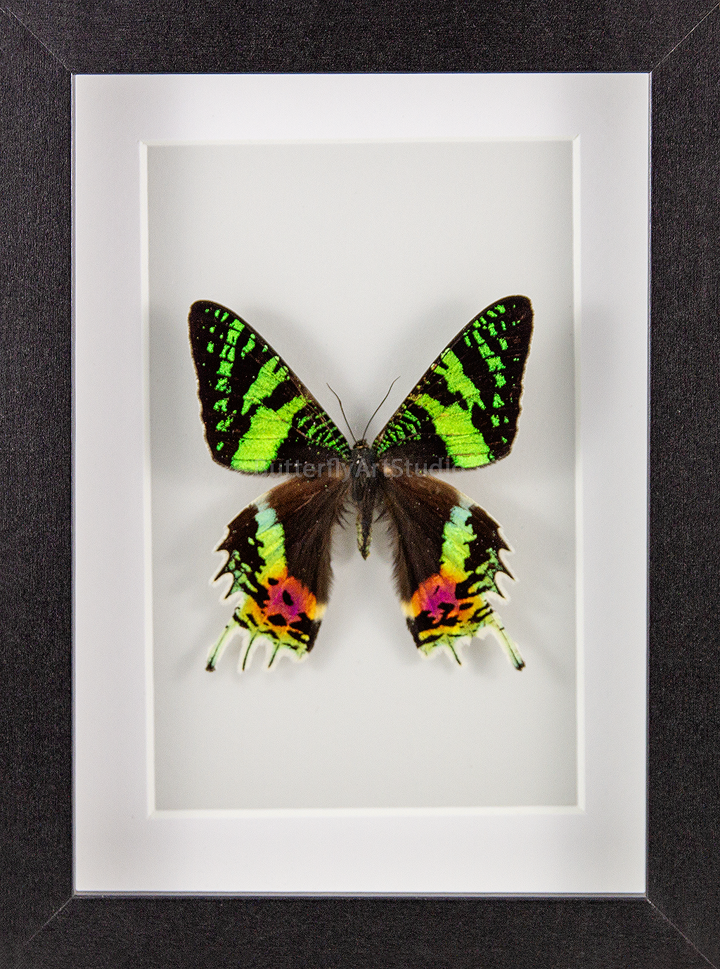 Madagascar Sunset Moth - recto
