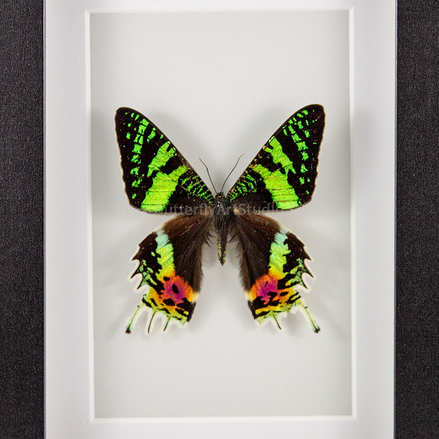 Madagascar Sunset Moth - recto