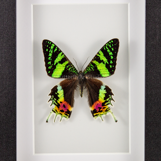 Madagascar Sunset Moth - recto