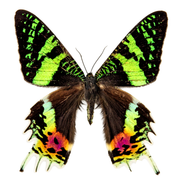Madagascar Sunset Moth - recto