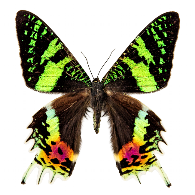 Madagascar Sunset Moth - recto