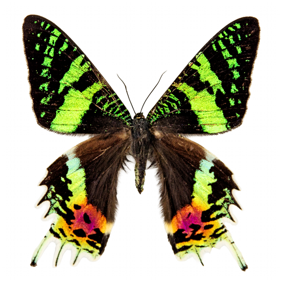 Madagascar Sunset Moth - recto