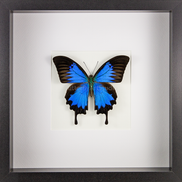 Blue Mountain Swallowtail