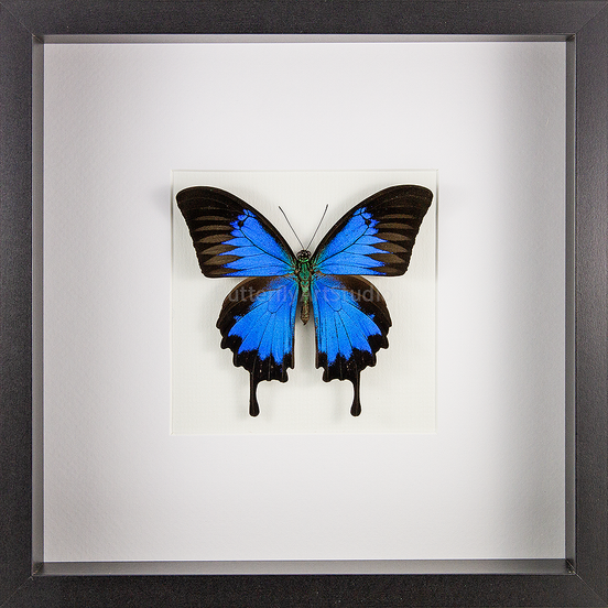 Blue Mountain Swallowtail