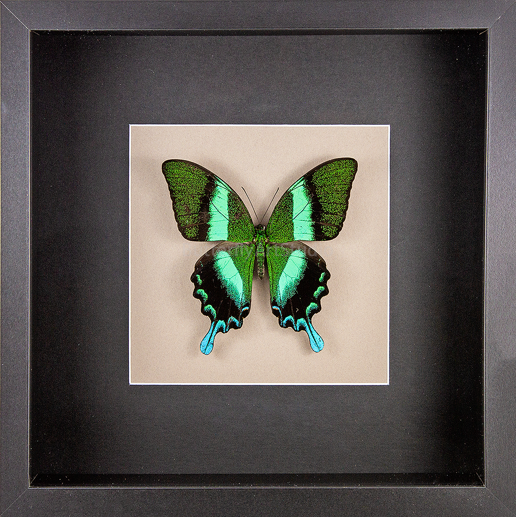 Green Swallowtail