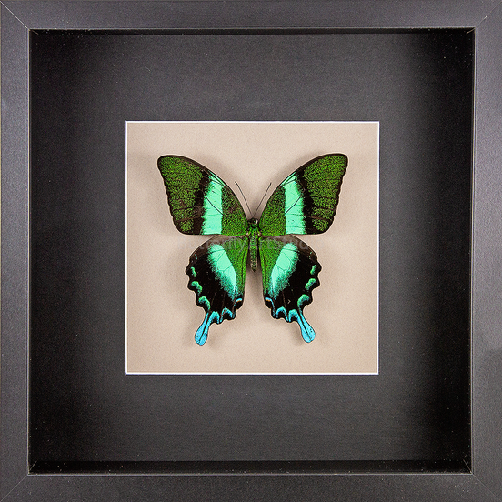 Green Swallowtail