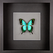 The Sea Green Swallowtail
