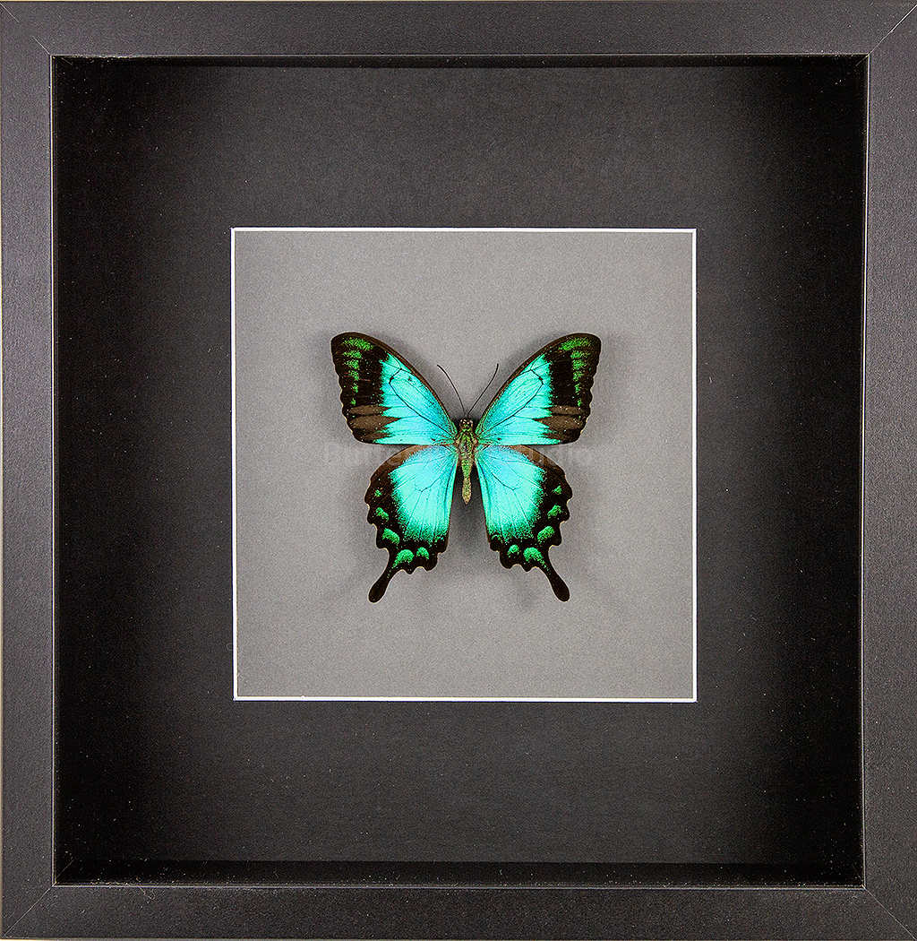 The Sea Green Swallowtail