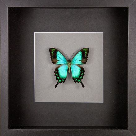 The Sea Green Swallowtail