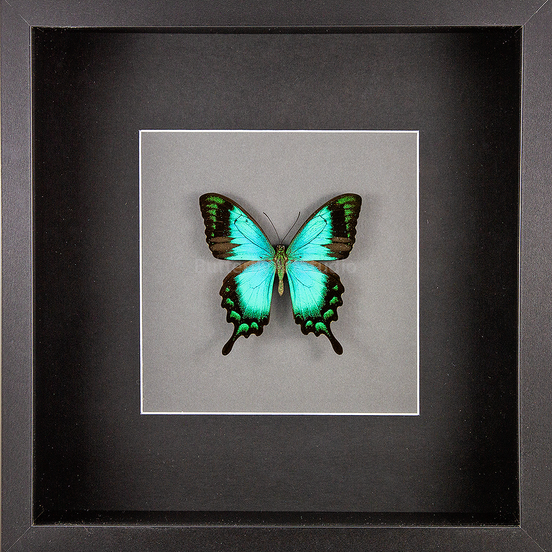 The Sea Green Swallowtail