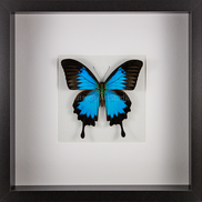 Blue Mountain Swallowtail