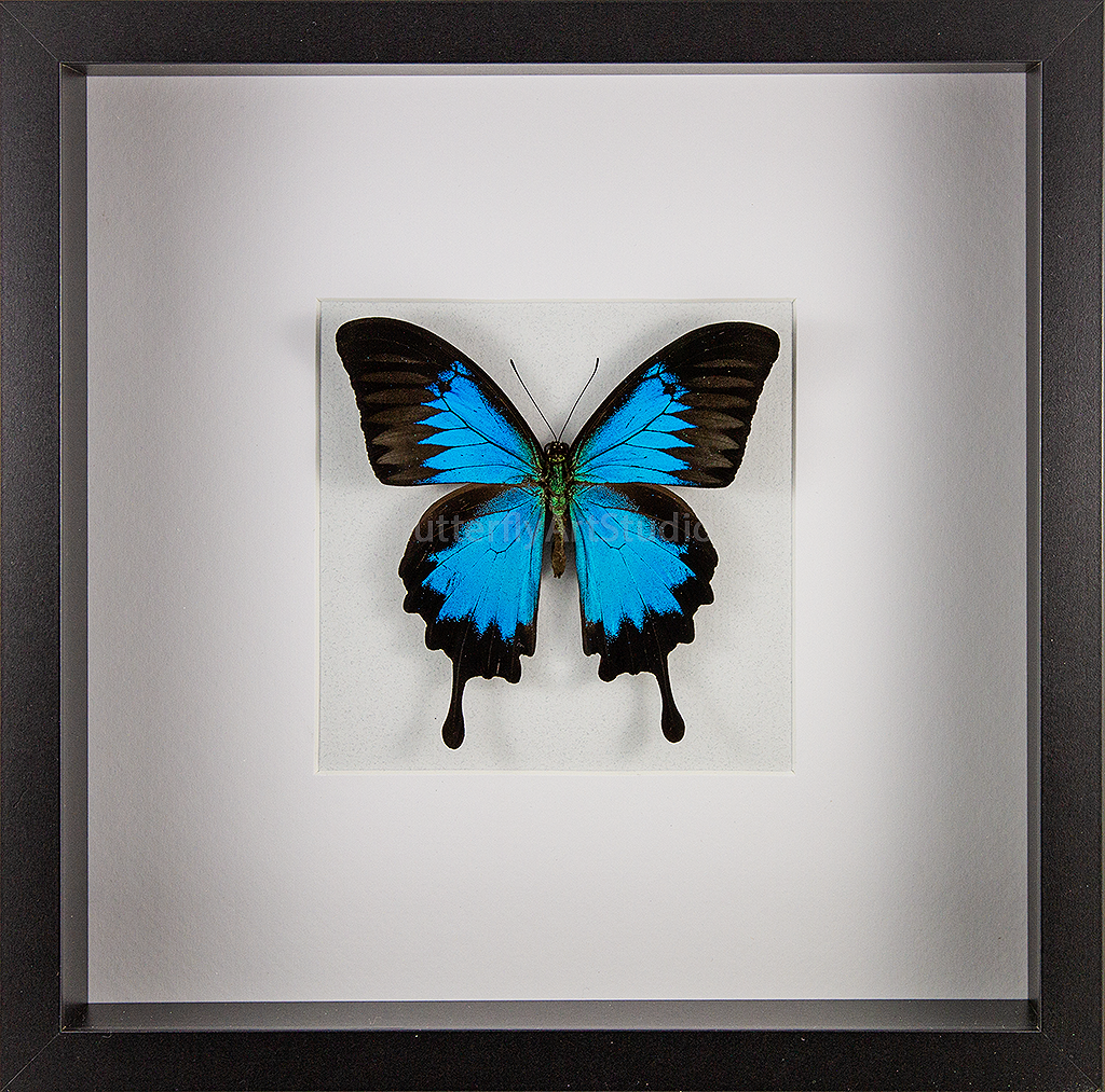 Blue Mountain Swallowtail