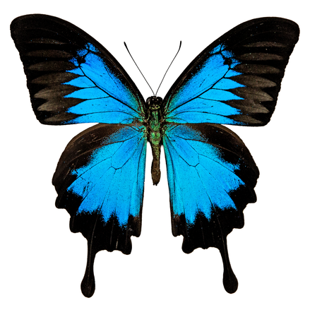 Blue Mountain Swallowtail