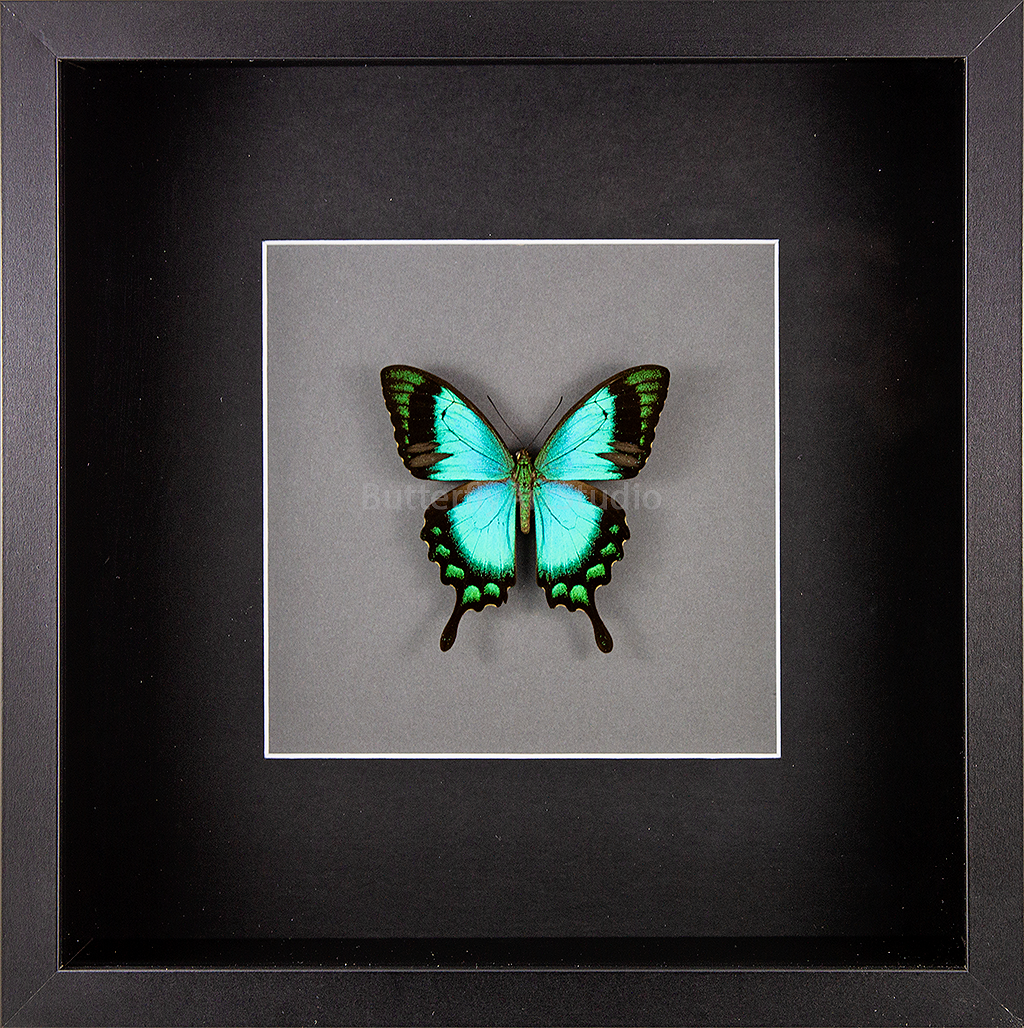The Sea Green Swallowtail