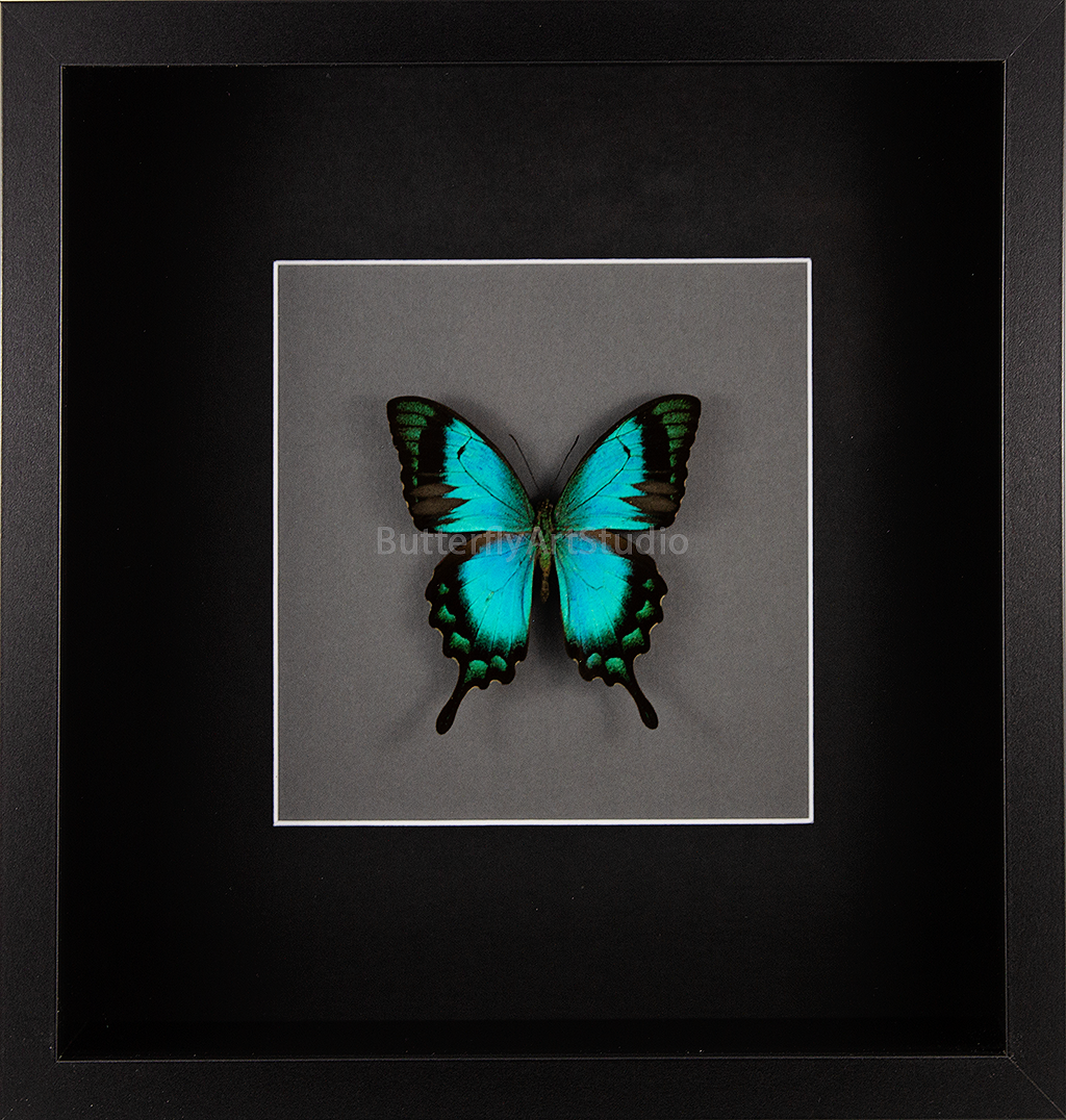 The Sea Green Swallowtail