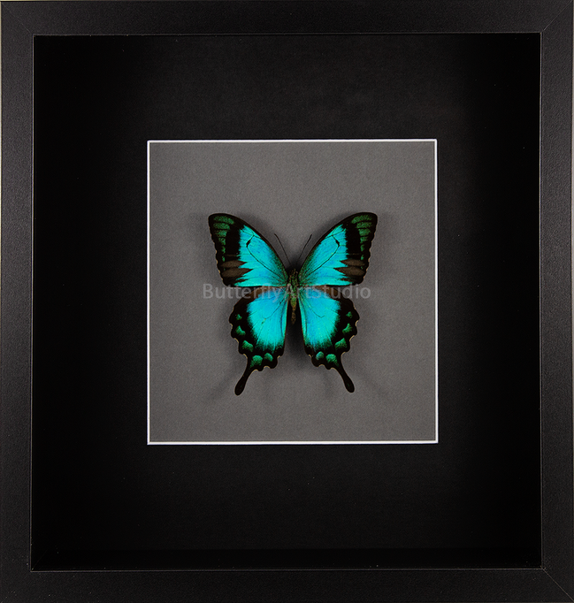 The Sea Green Swallowtail
