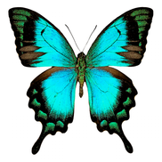 The Sea Green Swallowtail