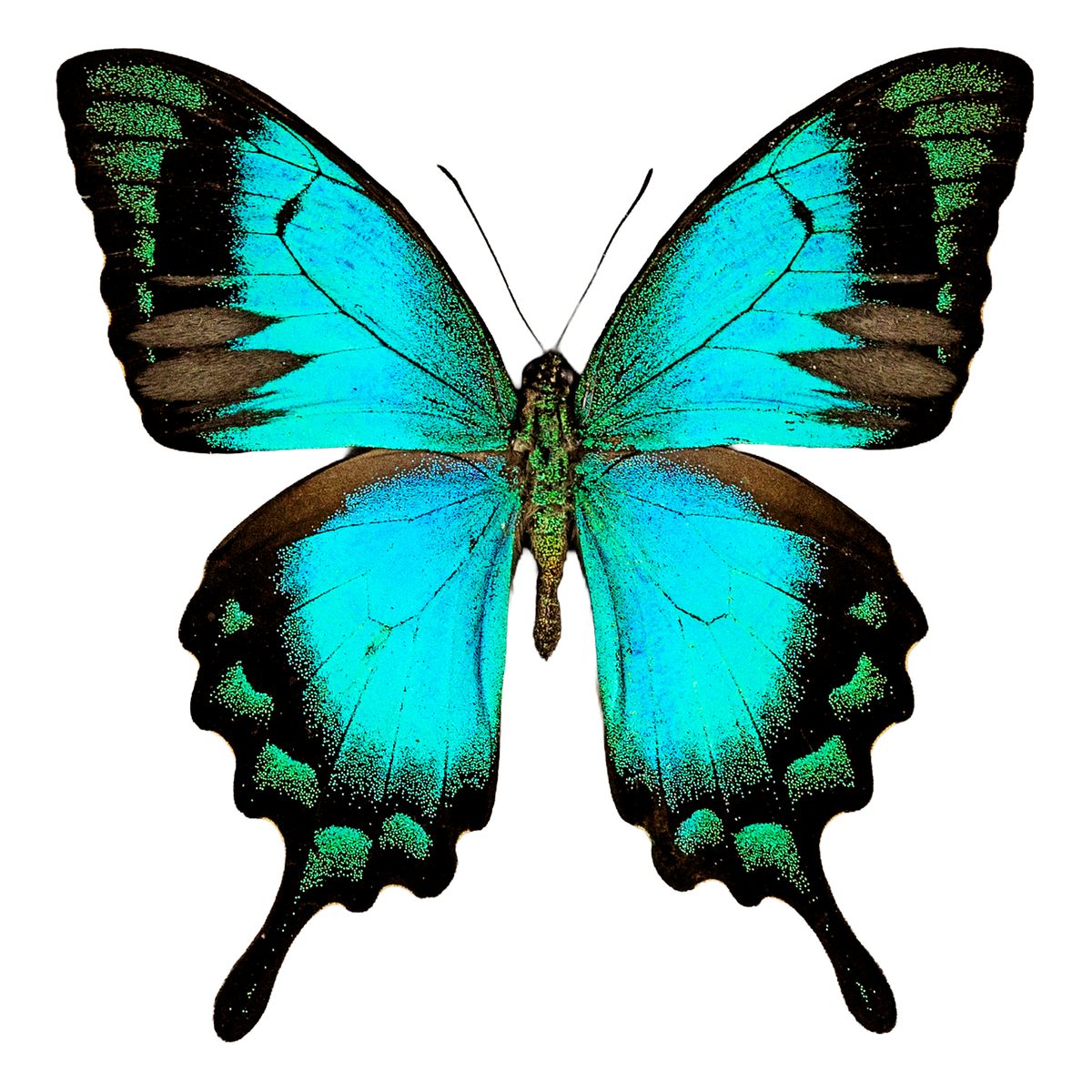 The Sea Green Swallowtail
