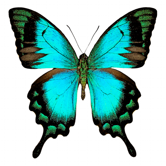 The Sea Green Swallowtail