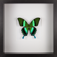 Green Swallowtail