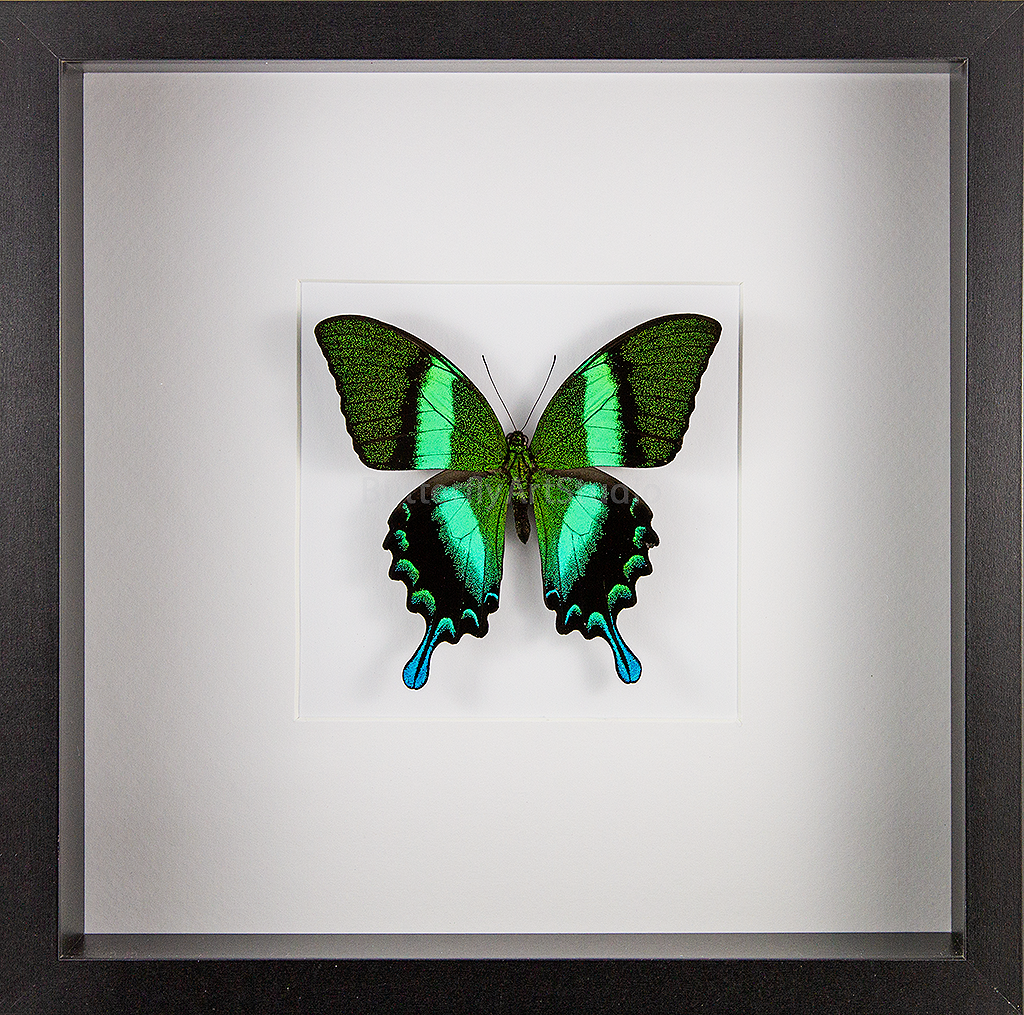 Green Swallowtail