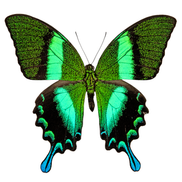 Green Swallowtail
