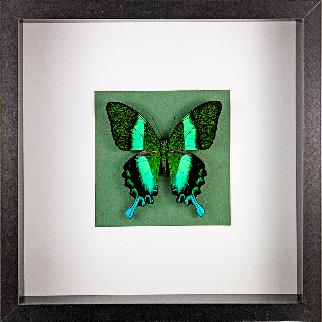 Green Swallowtail