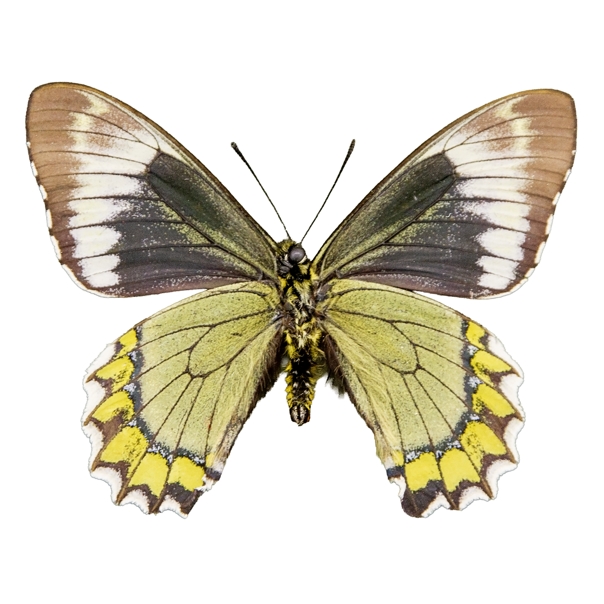 The Madyes Swallowtail