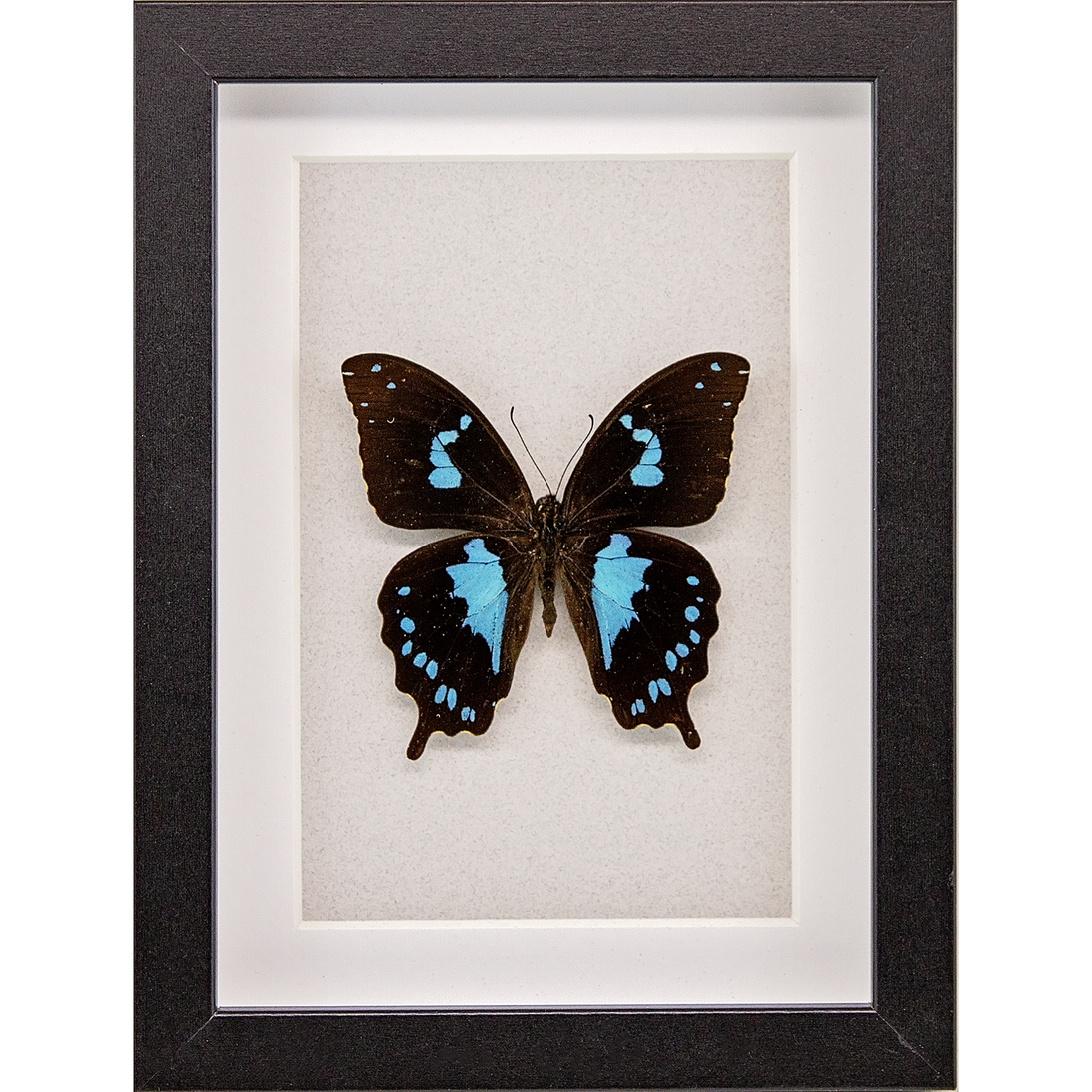 Tearful Swallowtail