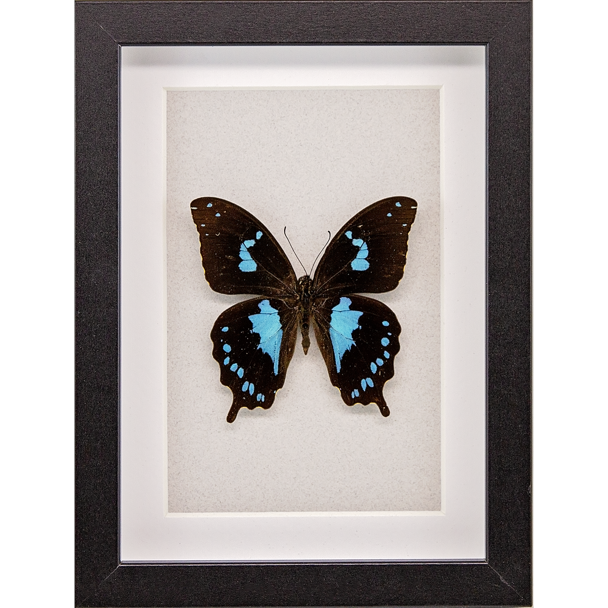 Tearful Swallowtail