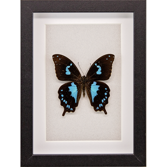 Tearful Swallowtail