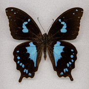 Tearful Swallowtail