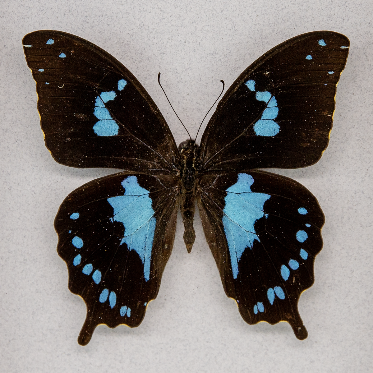 Tearful Swallowtail