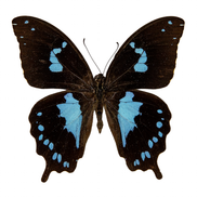 Tearful Swallowtail